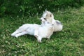 Siberian Husky dog puppies play outdoors