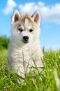 Siberian husky dog puppy Royalty Free Stock Photo