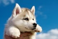 Siberian husky dog puppy Royalty Free Stock Photo