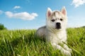 Siberian husky dog puppy Royalty Free Stock Photo