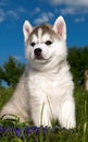 Siberian husky dog puppy Royalty Free Stock Photo