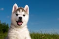 Siberian husky dog puppy Royalty Free Stock Photo