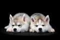 Siberian husky dog puppy Royalty Free Stock Photo