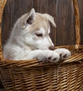 Siberian husky dog puppy in basket on wood background Royalty Free Stock Photo