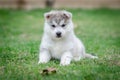 Siberian husky dog puppy Royalty Free Stock Photo