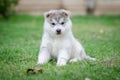 Siberian husky dog puppy Royalty Free Stock Photo
