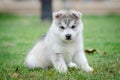 Siberian husky dog puppy Royalty Free Stock Photo