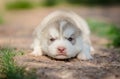 Siberian husky dog puppy Royalty Free Stock Photo