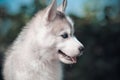 Siberian husky dog puppy grey and white blue eyas portrait