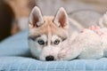 Siberian husky dog puppy grey and white blue eyas portrait