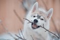 Siberian husky dog puppy grey and white winter chewing a tree branch