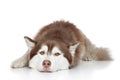 Siberian Husky Dog Resting