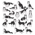 Siberian husky dog set. Active pet animal running, sitting and lying cartoon vector Royalty Free Stock Photo