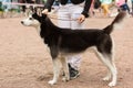 Siberian husky at a dog show Royalty Free Stock Photo