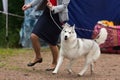 Siberian husky at a dog show