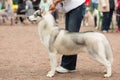 Siberian husky at a dog show Royalty Free Stock Photo
