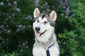 Siberian Husky sits attentively against a lavender bush, its striking features exuding a friendly alertness