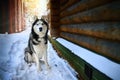 Siberian husky dog sits on the snow near private log house. Life of a pet in country house.