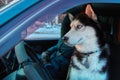 Adorable Siberian Husky Dog Sitting On Driver Seat. Winter Trip To The Car With Black White Pet With Blue Eyes. Driving With Dog.