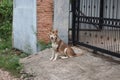 Siberian Husky dog Royalty Free Stock Photo