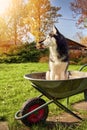 Siberian husky dog sitting in an old wheel barrow in a country garden Royalty Free Stock Photo