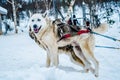 Siberian Husky Dog Sled in Ivalo, Finland
