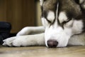 Siberian husky dog is sleeping Royalty Free Stock Photo