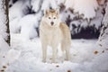 Siberian husky dog in the snow forest.