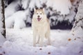 Siberian husky dog in the snow forest.