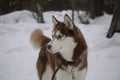 Siberian Husky Dog Stands In The Middle Of Winter On The Snow And Looks Away