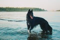 Siberian husky dog staying near mountain river. The dog is swimming in lake. Royalty Free Stock Photo