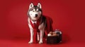 Siberian Husky Dog In A Suit And Tie Carrying A Briefcase And A Cup Of Coffee On Red Background. Generative AI