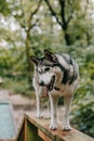 siberian husky dog walking obstacle Royalty Free Stock Photo