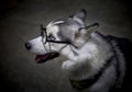 Siberian Husky dog wearing glasses. Royalty Free Stock Photo