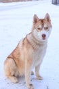 Siberian husky dog winter portrait. Brown beautiful husky.