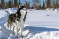 Siberian husky dog. Winter portrait snow path. Copy space.