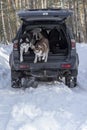 Siberian husky dogs jump out of the trunk of the car in the snow. Walk with your favorite Pets in the winter forest