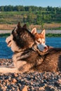 Siberian husky dogs lie on shore side by side. Husky dog put his head on other dog`s back