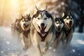 Siberian husky dogs running in the snow. Husky sled dog racing, Husky sled dog racing. Winter competition. Siberian husky dogs Royalty Free Stock Photo