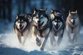 Siberian husky dogs running in the winter forest. Beautiful Siberian husky dogs, Husky sled dog racing. Winter competition. Royalty Free Stock Photo