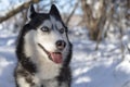 Siberian husky dogs smiling with out tongue. Dog husky with blue eyes. Royalty Free Stock Photo