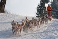 Siberian Husky dogsled on trail Sedivacek's long