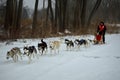 Siberian Husky Dogsledding Royalty Free Stock Photo