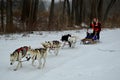 Siberian Husky Dogsledding Royalty Free Stock Photo