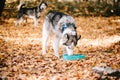 Siberian Husky drinks water