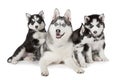 Siberian Husky family dog Royalty Free Stock Photo