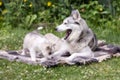 Siberian Husky family dog and puppies Royalty Free Stock Photo