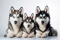 Siberian Husky Family Foursome Dogs Sitting On A White Background