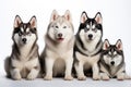 Siberian Husky Family Foursome Dogs Sitting On A White Background