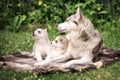 Siberian Husky family dog and puppies Royalty Free Stock Photo